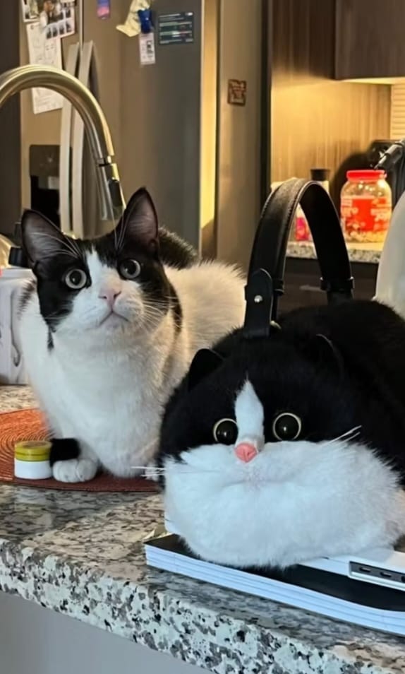 CatGlup